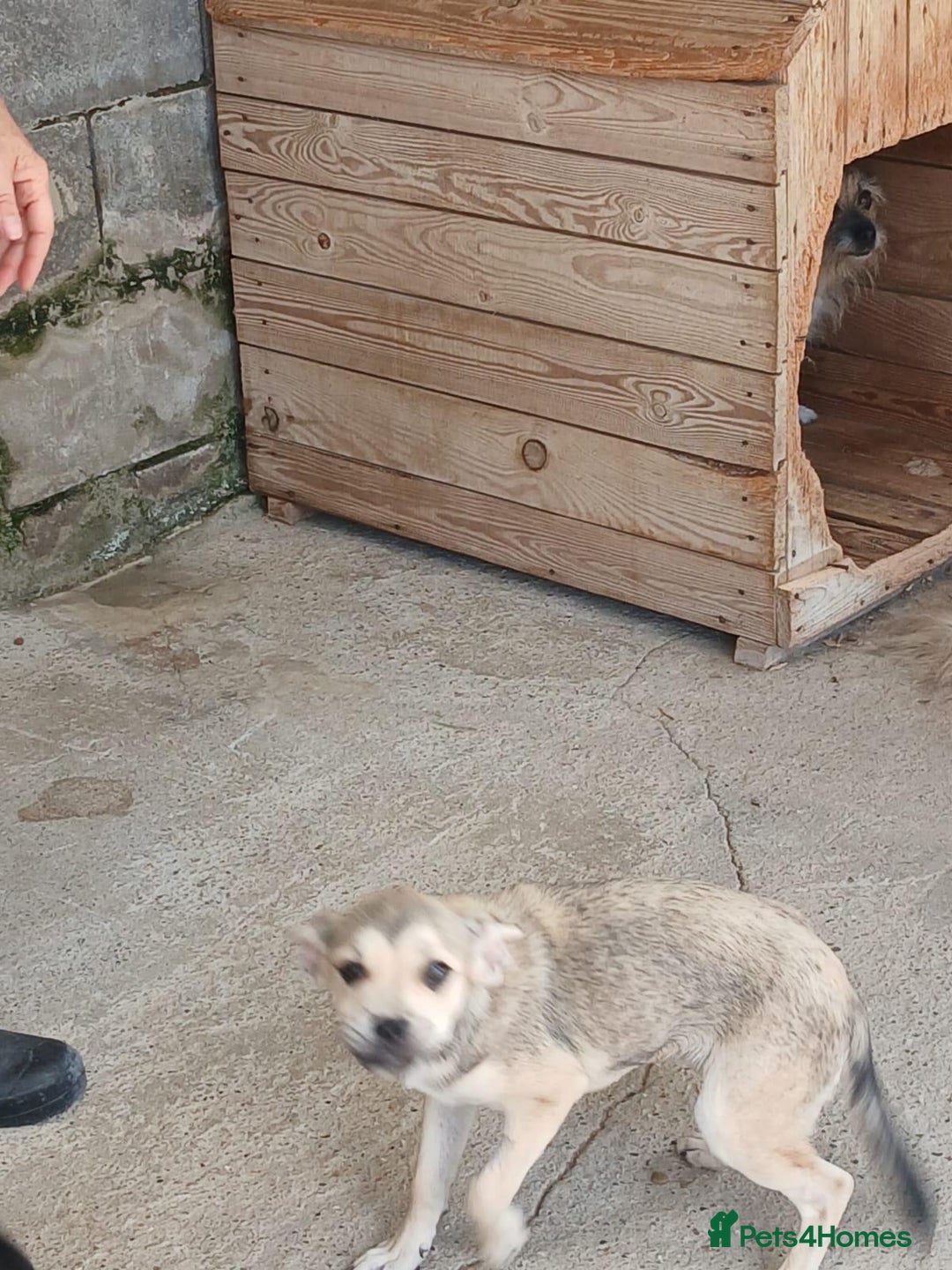 Mixed Breed dogs for adoption: Bugsy, approx 6 mnths. Available for adoption.  - Image 19