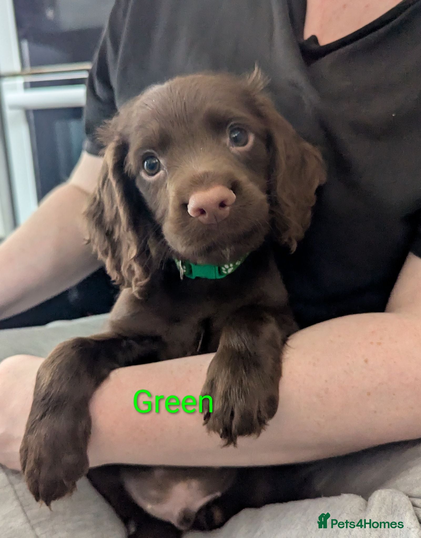 Sprocker dogs Beautiful Sprocker Puppies  - Advert 2