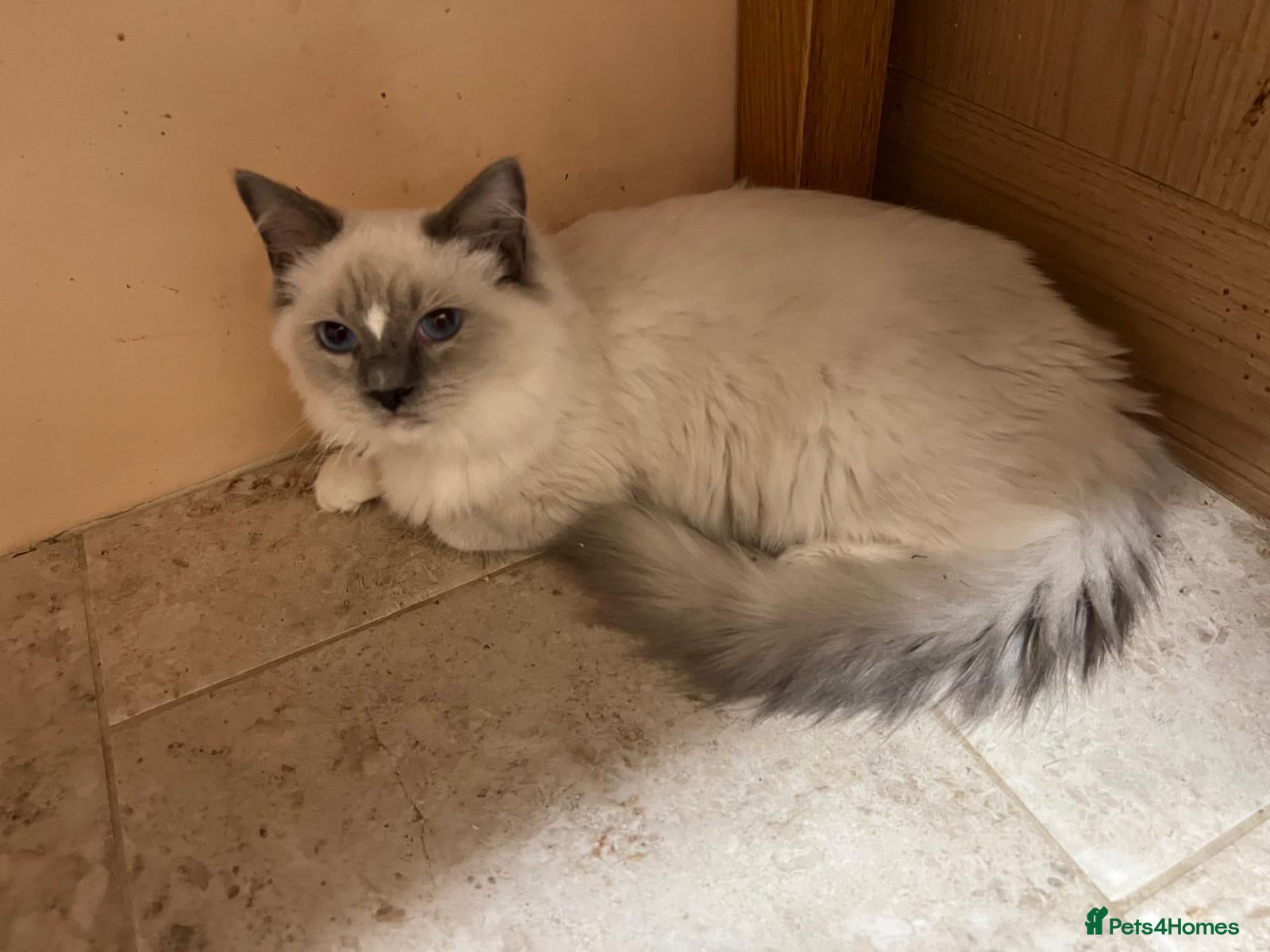 Ragdoll cats GCCF registered Ragdoll Kittens-*One left* - Advert 1