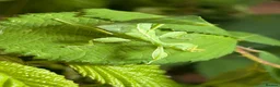 Stick Insects invertebrates for sale: Leaf Insect, (Phyllium letiranti "Tataba)  in Ashford - Advert 3