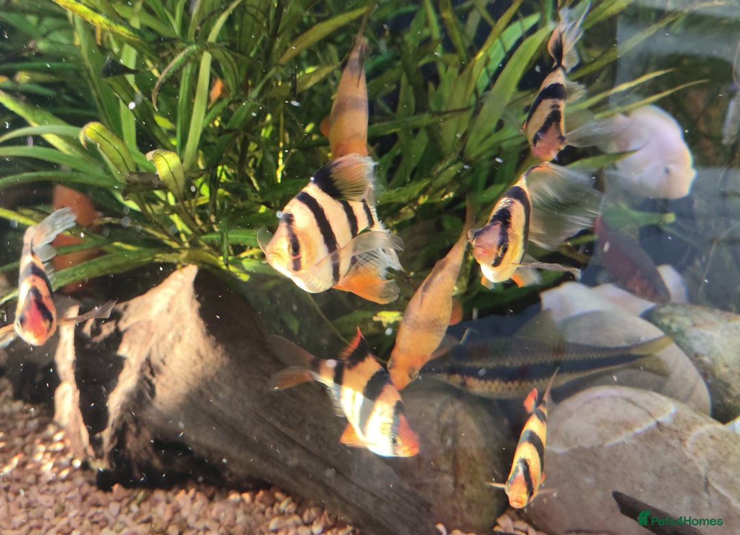 Other/Mixed Breed fish for sale: Mixed Tropical fish Molly/Blue Texas/Tiger barbs - Advert 19