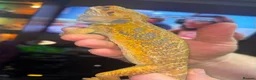 Bearded Dragon reptiles for sale: Juvenile citrus blue bar bearded dragon  - Advert 2