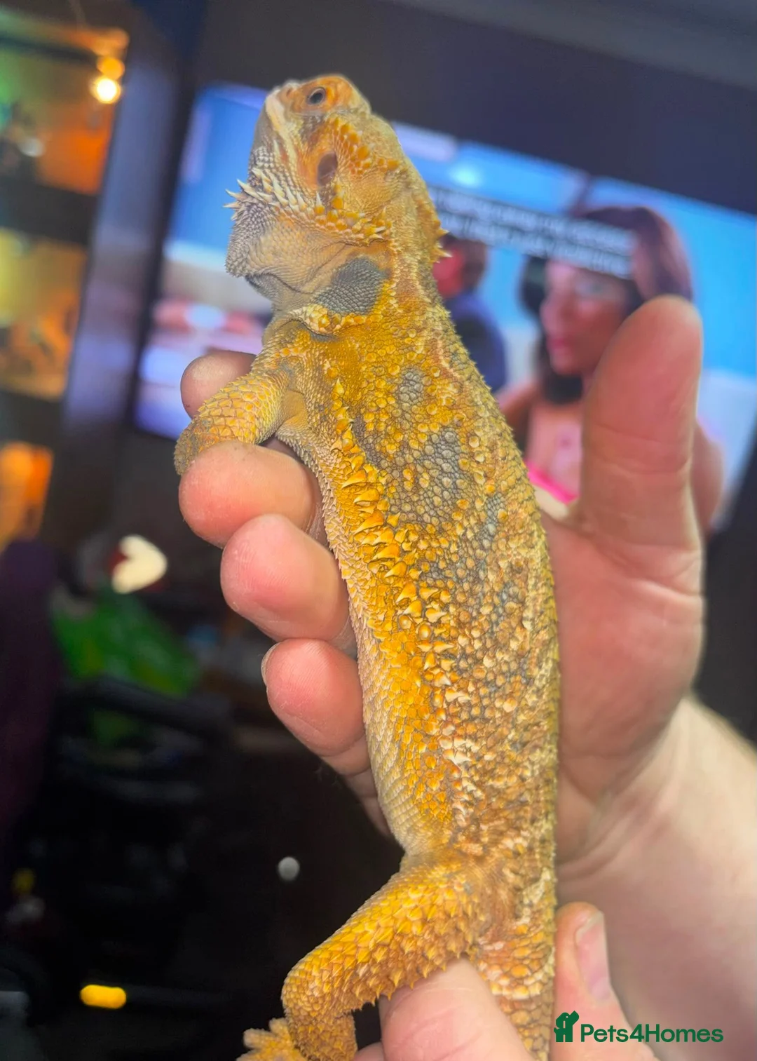 Bearded Dragon reptiles for sale: Juvenile citrus blue bar bearded dragon  - Advert 2