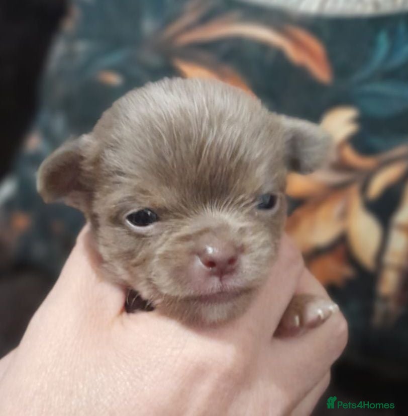 Chihuahua dogs Tiny KC Reg Lilac chi pups parents DNA Clear  - Advert 7
