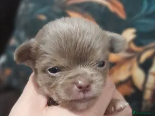 Chihuahua dogs Tiny KC Reg Lilac chi pups parents DNA Clear - Advert 7