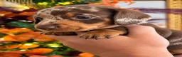 Miniature Dachshund dogs for sale: 🐾 Beautiful KC mini dachshund pups ready 9/11 🐾 - Advert 19