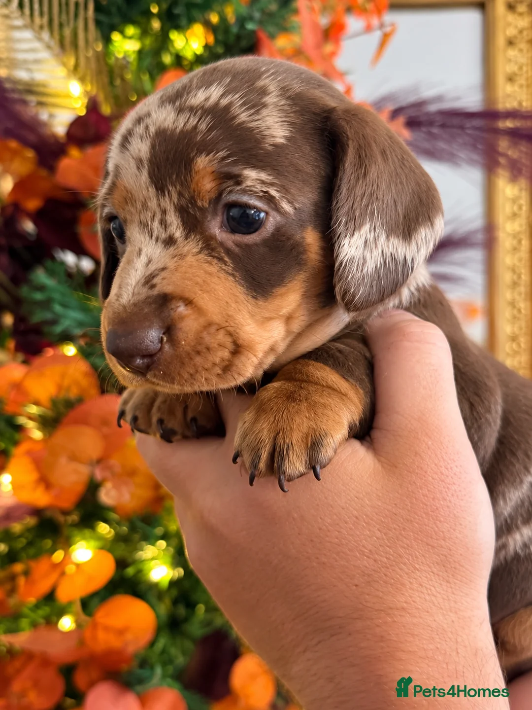 Miniature Dachshund dogs for sale: 🐾 Beautiful KC mini dachshund pups ready 9/11 🐾 - Advert 19