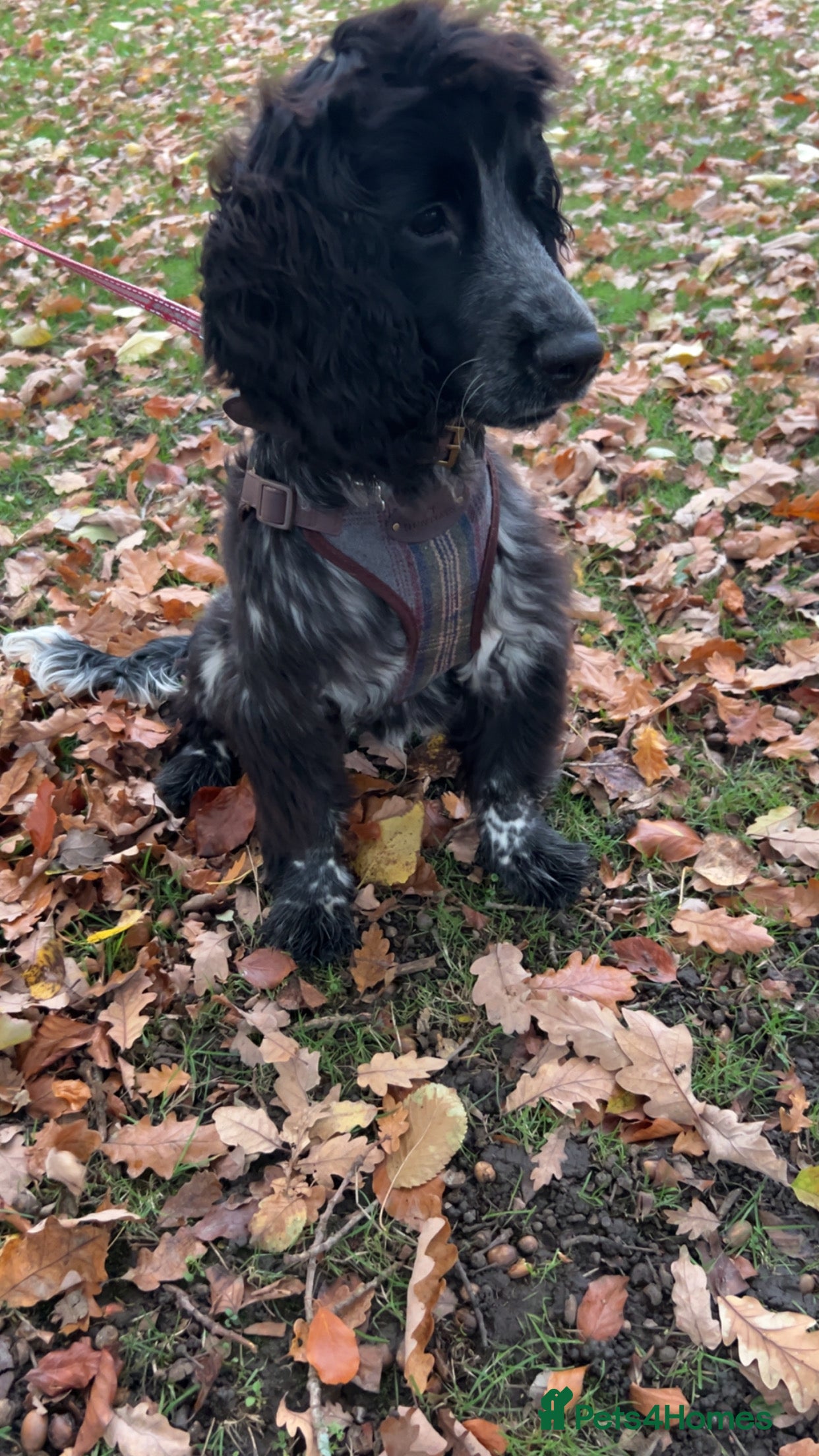 Cocker Spaniel dogs STUD BLUE ROAN SHOW TYPE COCKER SPANIEL - Advert 11