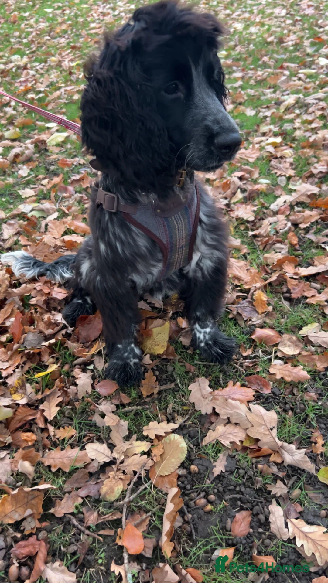 Cocker Spaniel dogs for stud: STUD BLUE ROAN SHOW TYPE COCKER SPANIEL - Advert 1