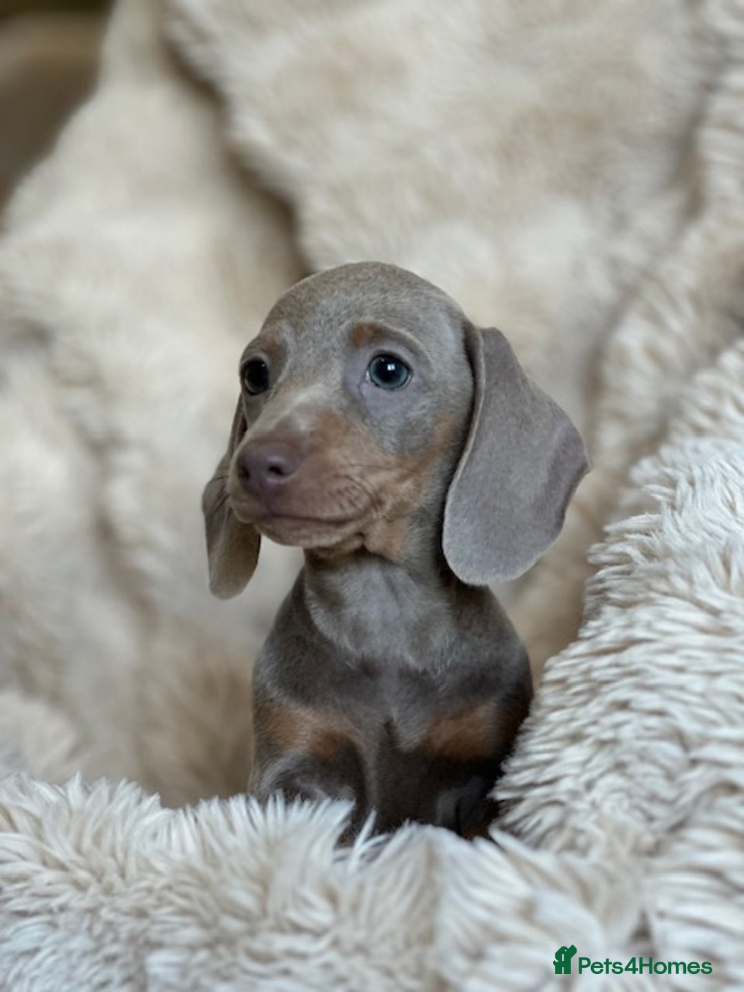 Miniature Dachshund dogs for sale: Stunning ISABELLA miniature dachshunds  - Advert 15