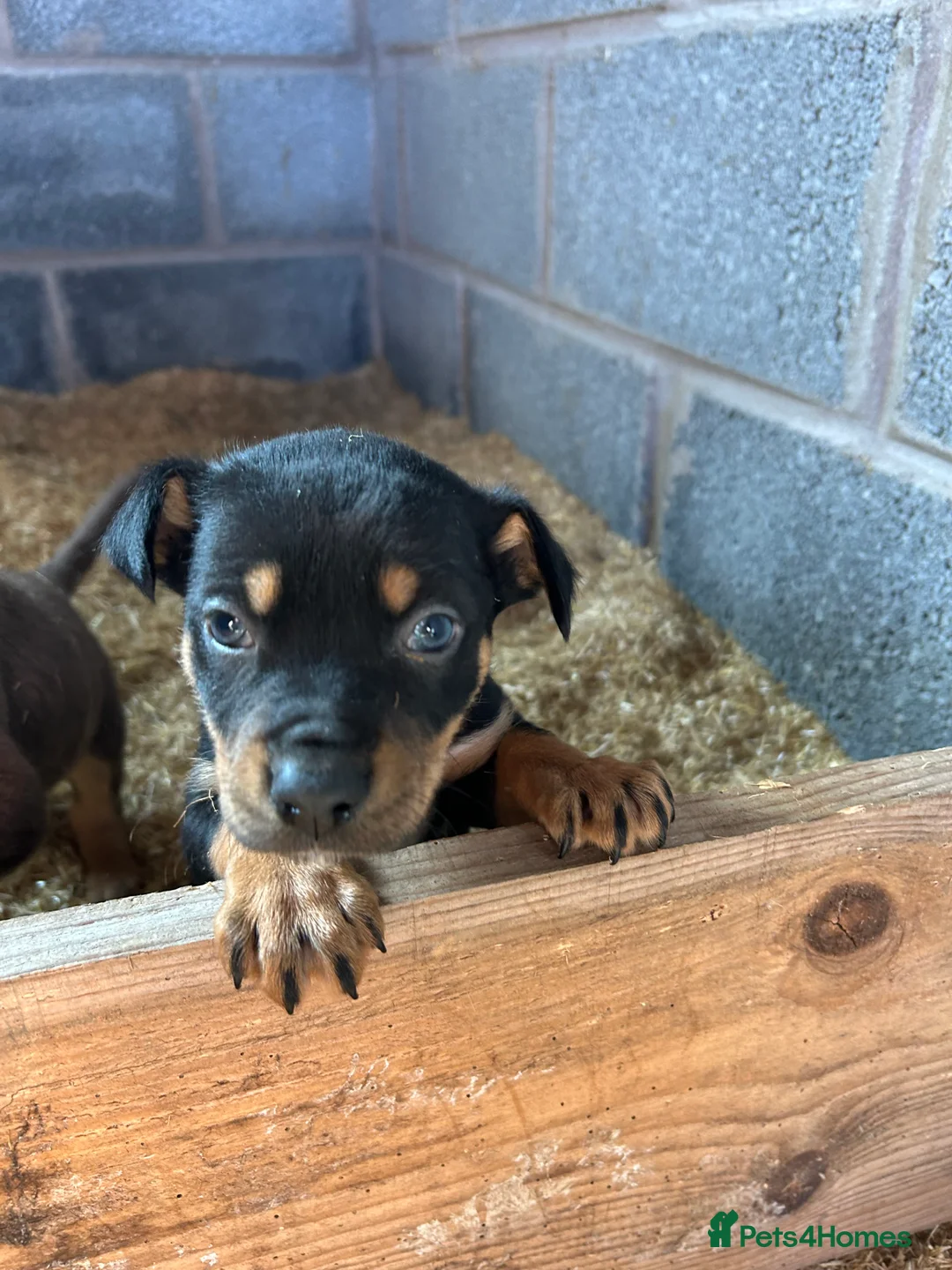 Australian Kelpie dogs for sale: Kelpie pups  in Llandrindod Wells - Advert 3