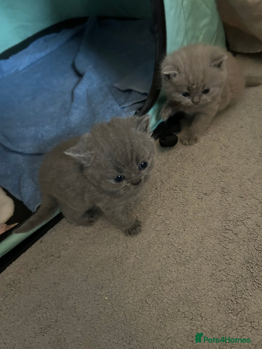 British Shorthair cats for sale: Beautiful British shorthair kittens - Advert 8