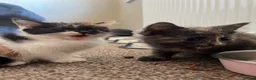 Mixed Breed cats for sale: 2 KITTENS AVAILABLE  - Advert 3