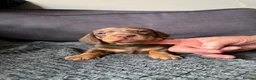 Dachshund dogs for sale: Miniature Dashund puppies - Advert 11