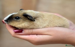 Guinea Pig rodents for sale: Californian Rex girl baby - Image 2