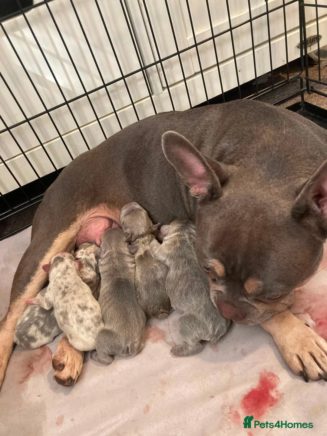 French Bulldog dogs for sale: Frenchie puppy's  in Epsom - Advert 1
