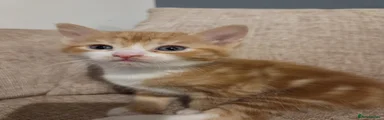 Domestic Shorthair 1