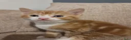 Domestic Shorthair cats for sale: ADORABLE GINGER BOY LOOKING FOR HIS FOREVER HOME  - Advert 2