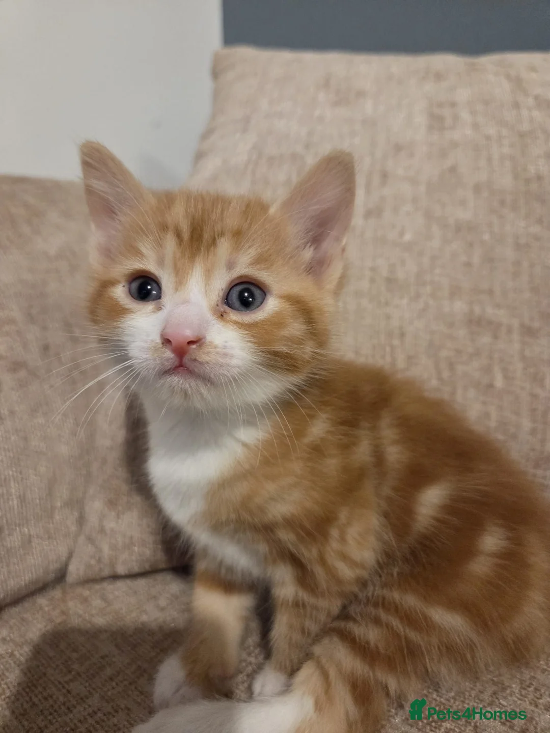Domestic Shorthair cats for sale: ADORABLE GINGER BOY LOOKING FOR HIS FOREVER HOME  - Advert 2