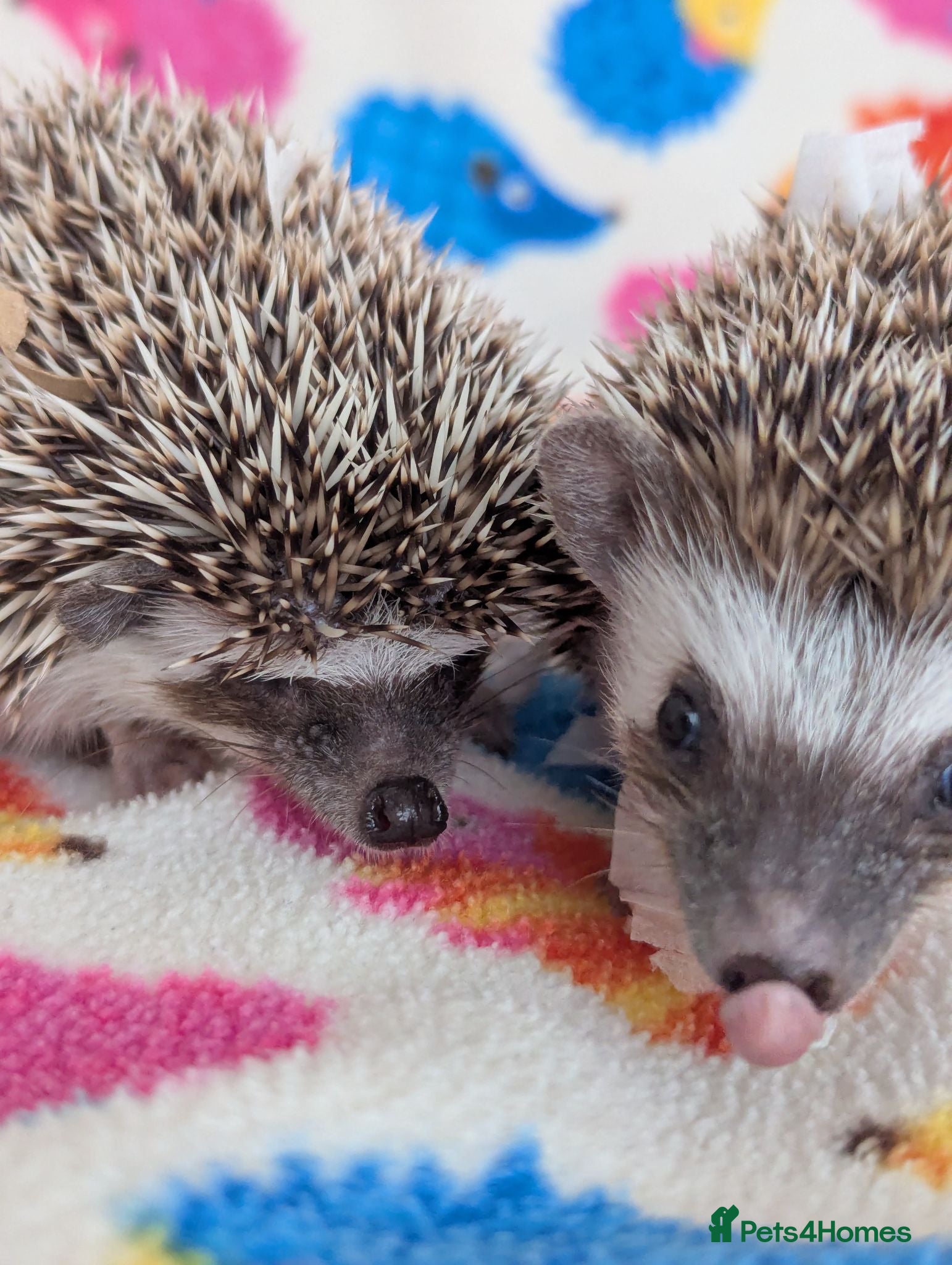 Pygmy Hedgehog rodents Reduced!!! 3 Stunning Females. Ready Now!!!! - Advert 1