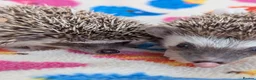 Pygmy Hedgehog rodents for sale: Reduced!!! 3 Stunning Females. Ready Now!!!! - Advert 7