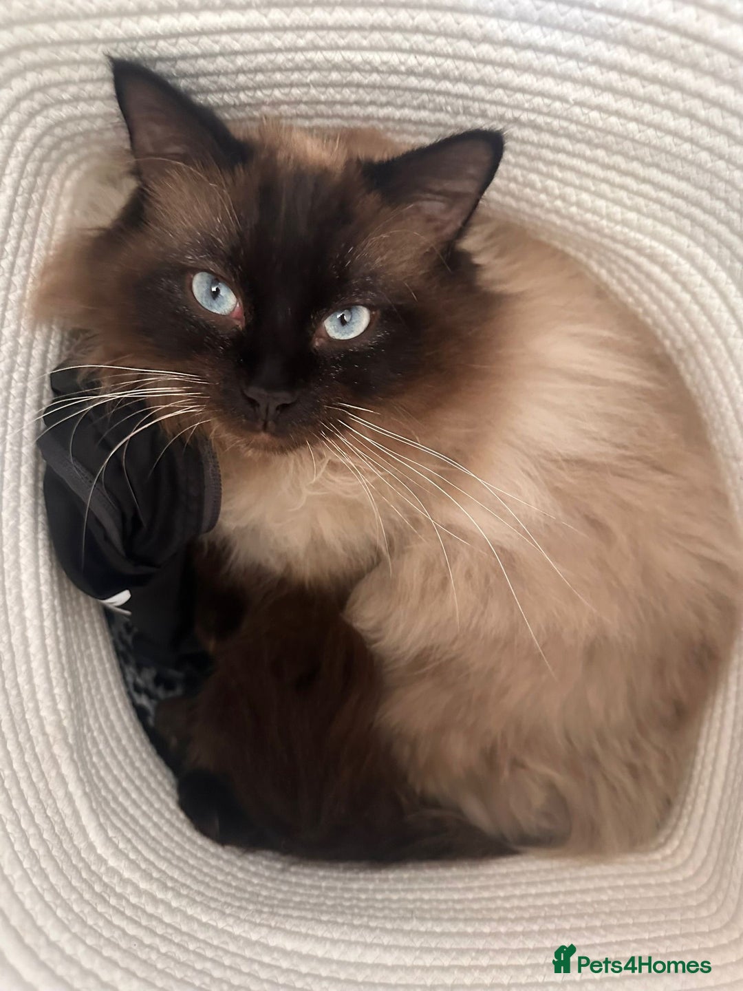 Ragdoll cats for sale: Beautiful chunky ragdoll Kitten - Image 9