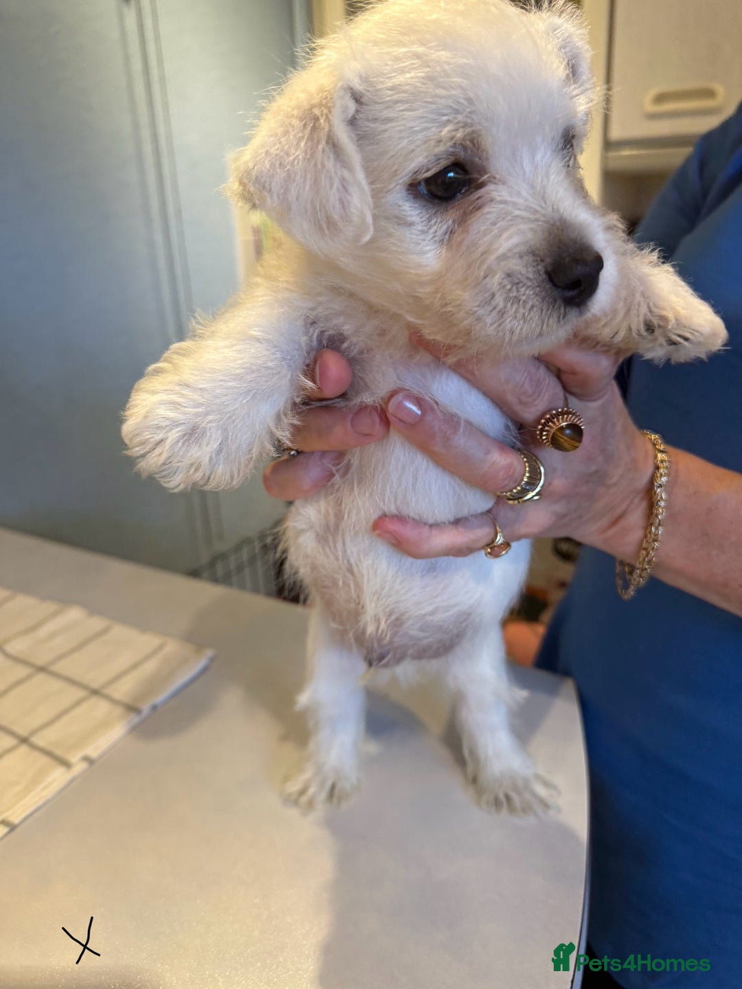 West Highland Terrier dogs for sale: West Highland Terrier Puppies - Image 6