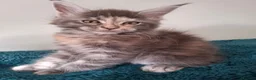 Maine Coon cats for sale: Tica registered Maine coon kittens - Advert 12