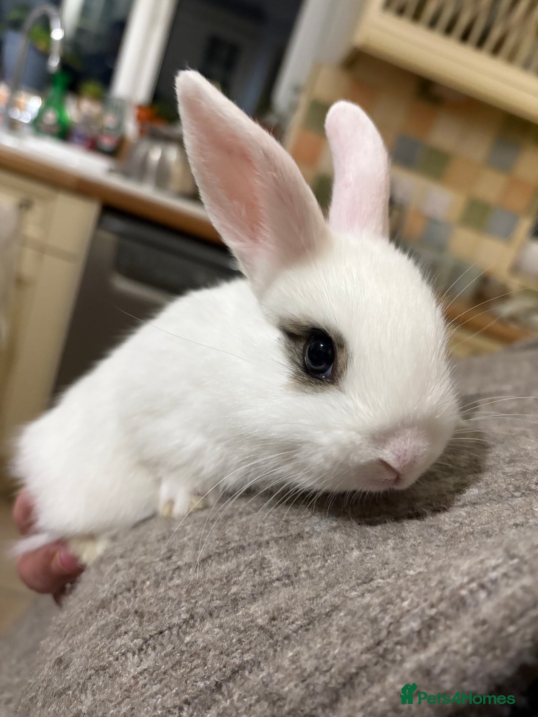 Netherland Dwarf rabbits for sale: cute Netherland dwarf cross babies - Advert 5