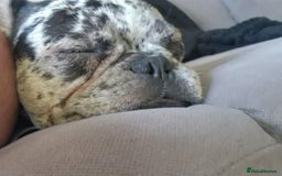 French Bulldog dogs for sale: Loving frenchie ready straight away - Image 4
