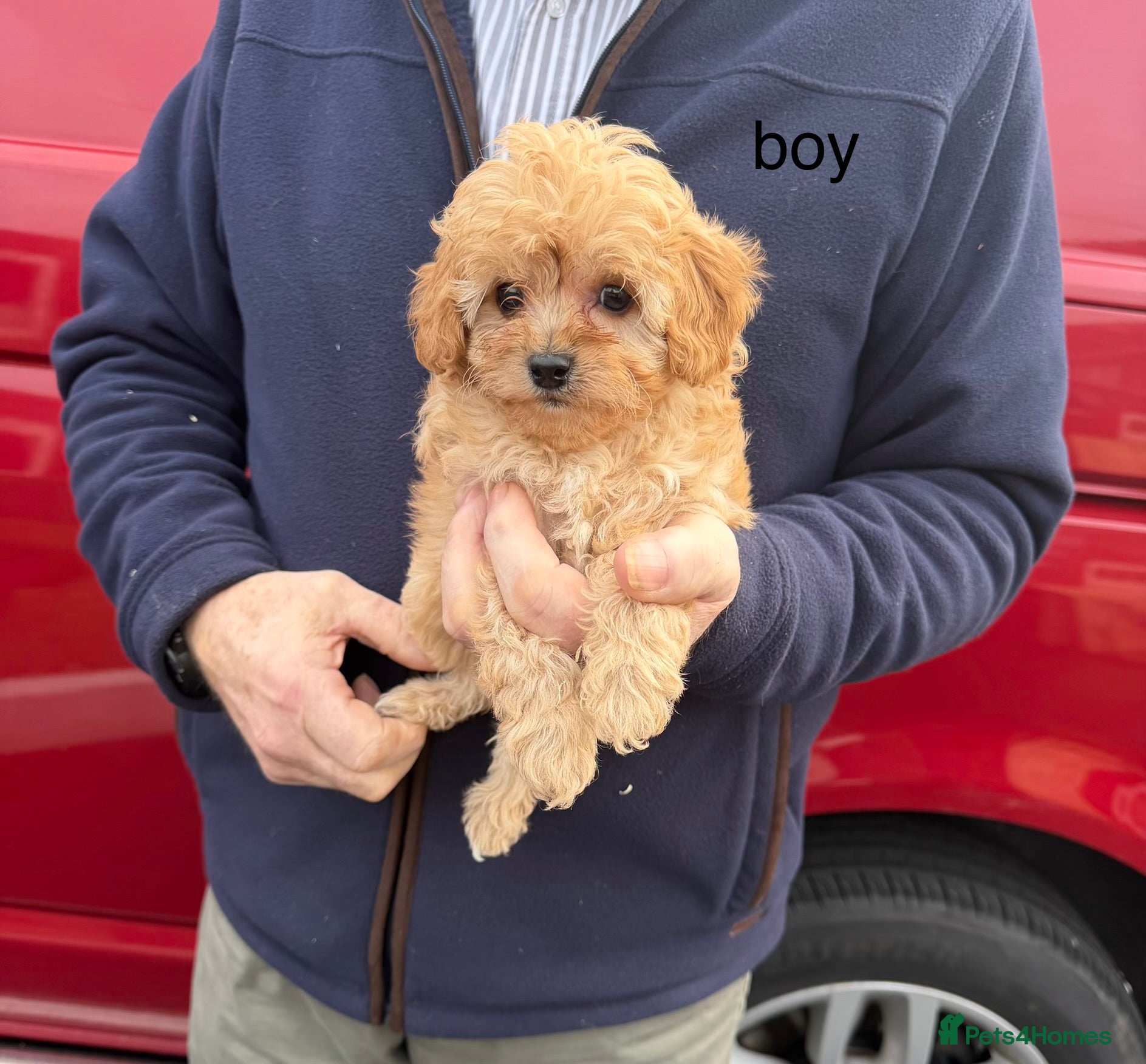Cavapoo dogs beautiful cavapoo puppies for sale  - Advert 1