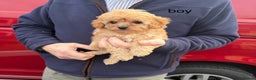 Cavapoo dogs for sale: beautiful cavapoo puppies for sale  - Advert 1