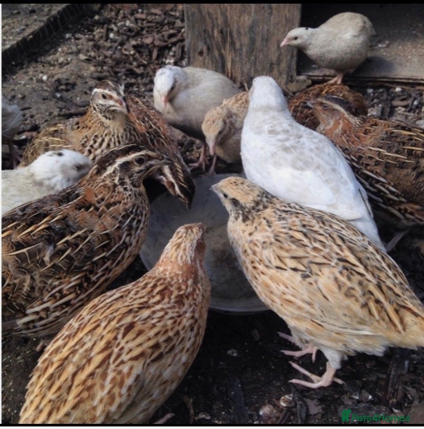 Mixed Breed poultry Chicken and quails available, see details please  - Advert 1