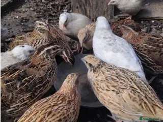 Mixed Breed poultry Chicken and quails available, see details please - Advert 2