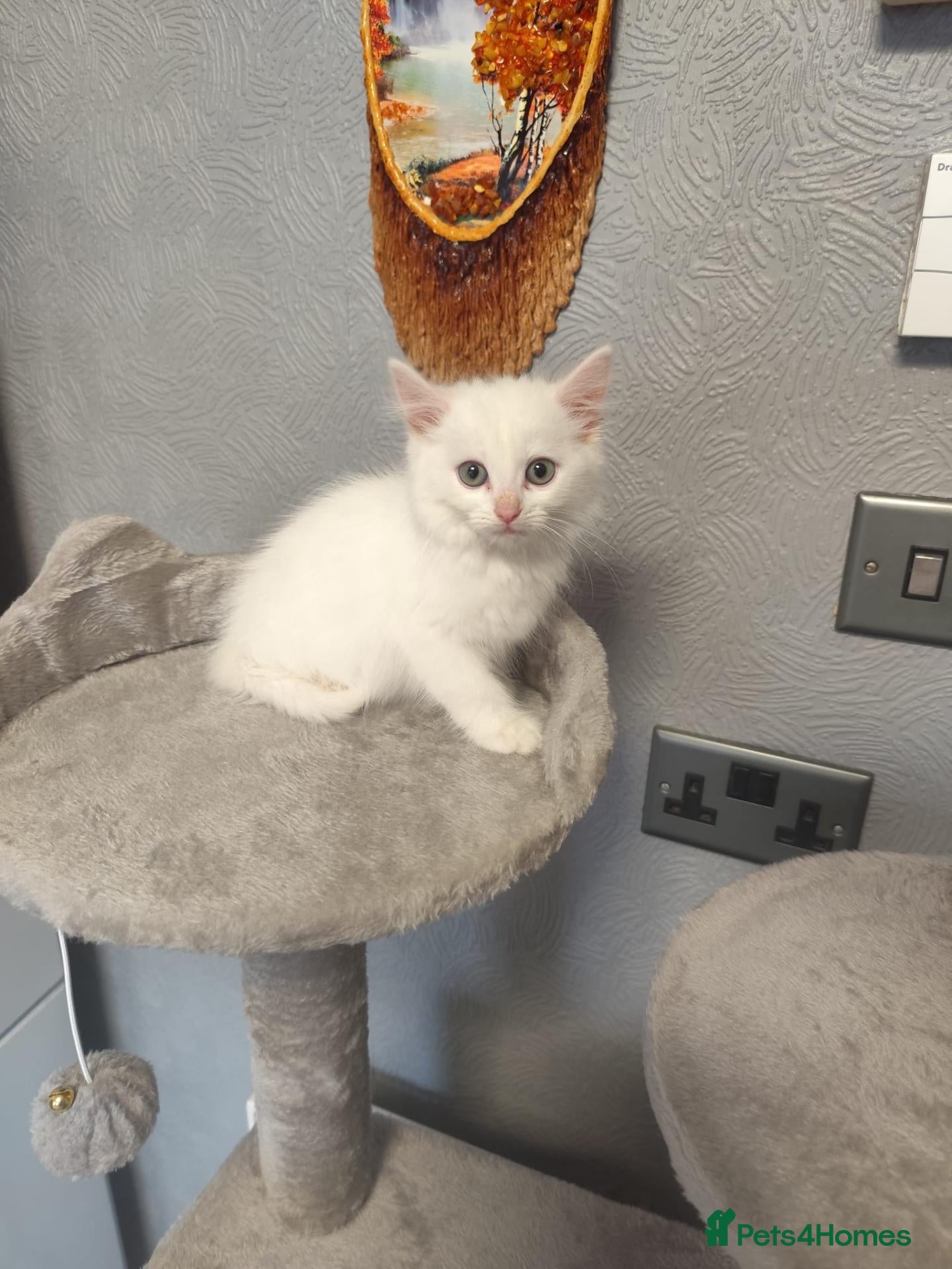 Mixed Breed cats 🐾 Beautiful Kittens Looking for Loving Homes! 🐾 - Advert 2