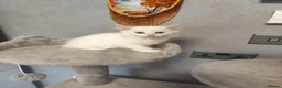Mixed Breed cats for sale: 🐾 Beautiful Kittens Looking for Loving Homes! 🐾 in Birmingham - Advert 9