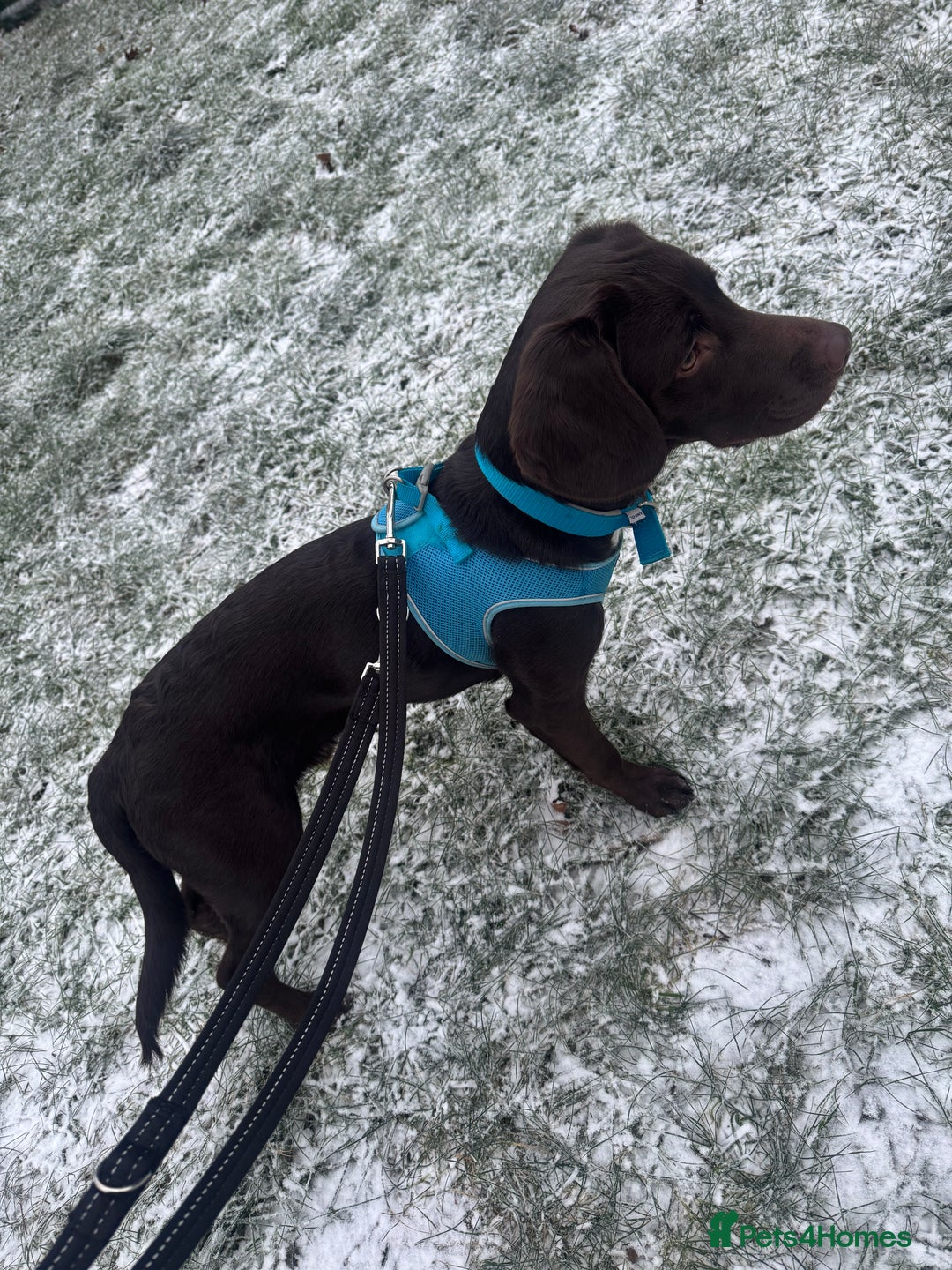 Springador dogs for sale: Springador Choco (male) looking for new home  - Advert 2