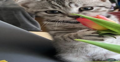 British Shorthair cats - Advert 4