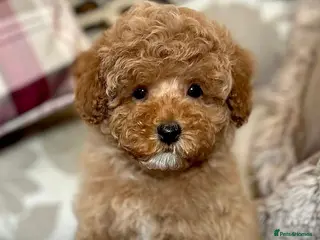 Cockapoo dogs F1b Golden Cockapoos 5 star health tested - Advert 11