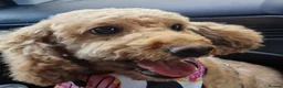 Cockapoo dogs for sale: 5 beautiful F1b puppies - Advert 15