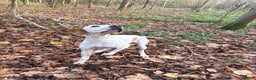 Pointer dogs for sale: Puppies due 20/12 - Advert 4