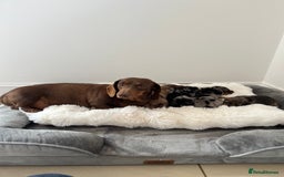 Miniature Dachshund dogs for sale: Miniature Dachshund puppies  - Image 7