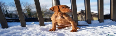 Hungarian Vizsla Puppy 1