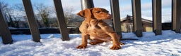 Hungarian Vizsla dogs for sale: Beautiful Fully Trained KC Hungarian Vizsla Puppy - Advert 12