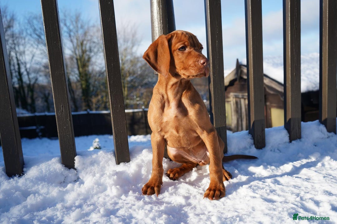 Hungarian Vizsla dogs for sale: Beautiful Fully Trained KC Hungarian Vizsla Puppy - Advert 12