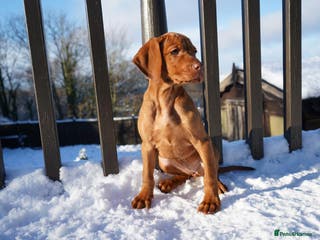 Hungarian Vizsla dogs Beautiful Fully Trained KC Hungarian Vizsla Puppy - Advert 17