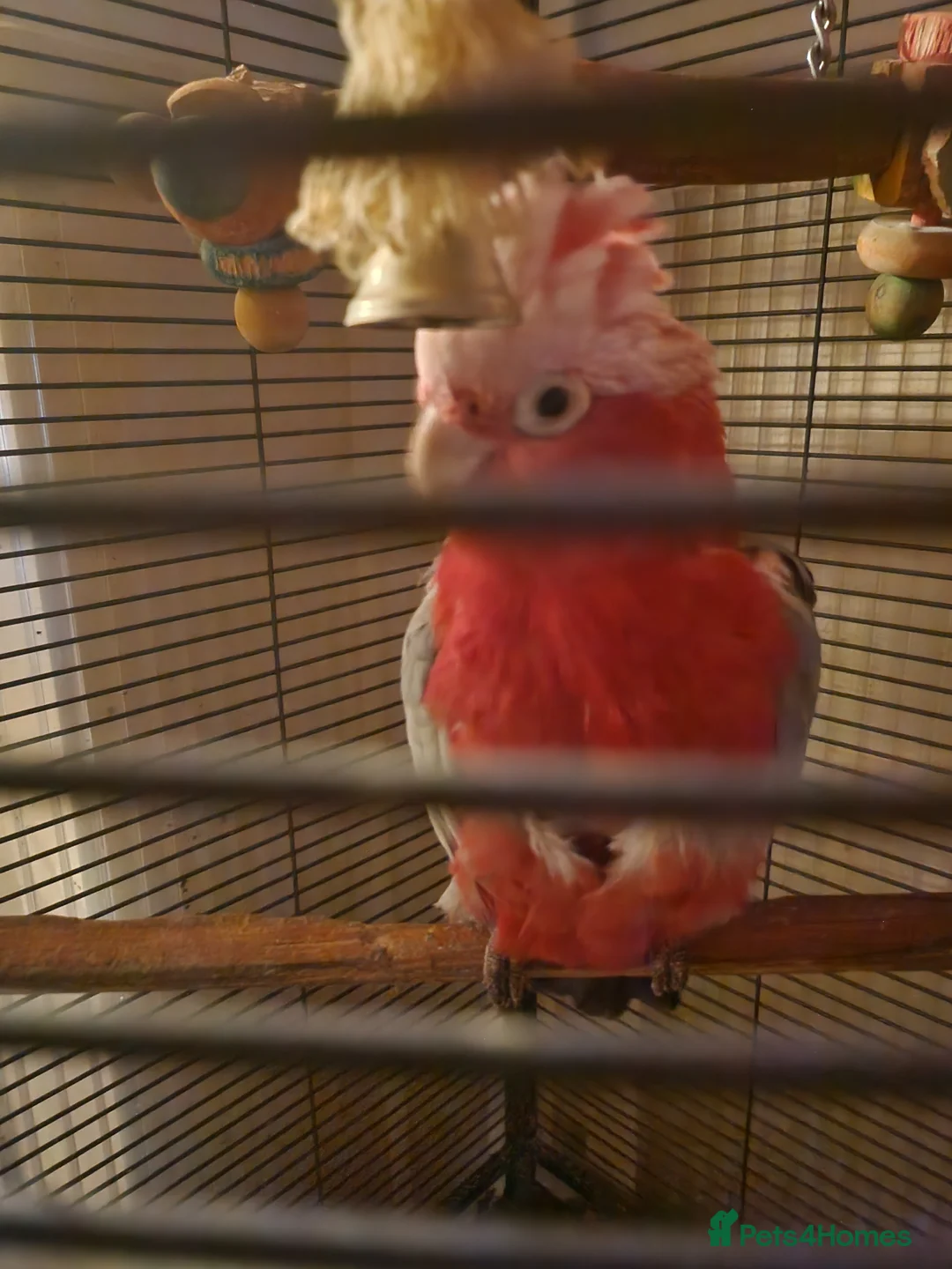 Parrots birds for sale: Australian Pink & Grey Galah. in Tonbridge - Advert 1