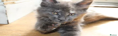 Blue tortoiseshell 