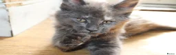 Maine Coon cats for sale: TICA Maine Coon Kittens 𝕽𝖊𝖆𝖉𝖞 𝖙𝖔 𝖑𝖊𝖆𝖛𝖊 - Advert 21