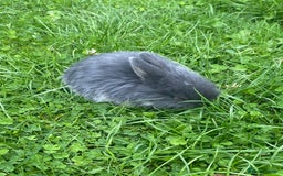 Mini Lop rabbits for sale: 🩶pure MINI lop🩶 - Image 13